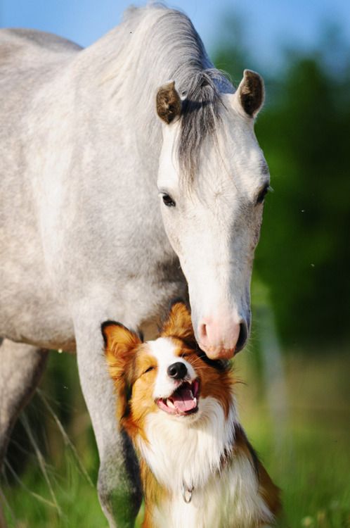 Horse and Dogs